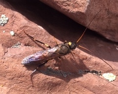 Urocerus flavicornis