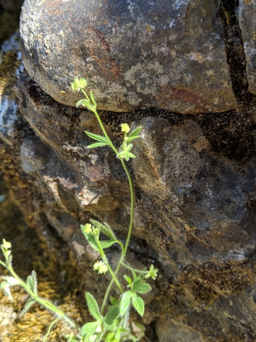 Image of Ranunculus hebecarpus by no rights reserved