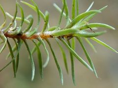 Polytrichadelphus magellanicus