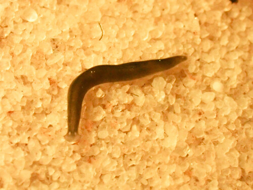 Freshwater Planarian