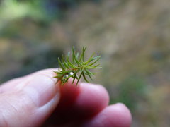 Polytrichadelphus magellanicus