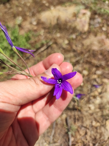 Image of Ixiolirion tataricum by (c) Anastasiia Samokhvalova, some rights reserved (CC BY)