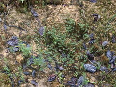 Polytrichadelphus magellanicus