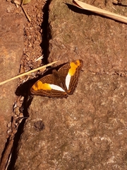 Adelpha capucinus