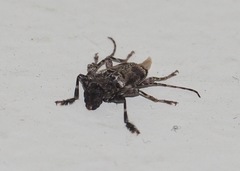 Aegomorphus galapagoensis