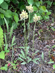Antennaria pulcherrima