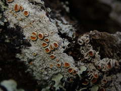 Brigantiaea chrysosticta