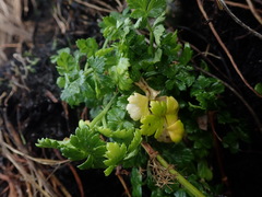 Apium prostratum denticulatum