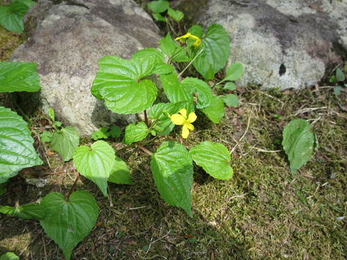 Viola brevistipulata