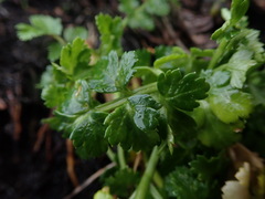 Apium prostratum denticulatum