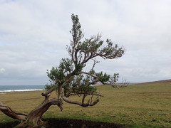 Olearia traversiorum