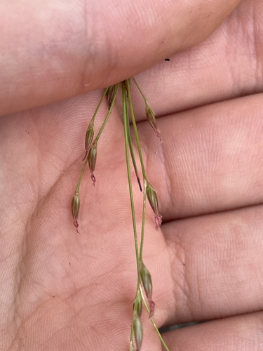 Georgia rush (Juncus georgianus)