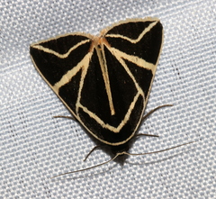 Agamana sarmentosa