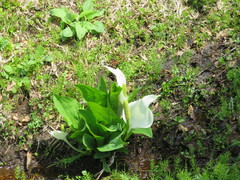Lysichiton camtschatcensis