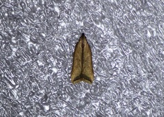 Dichomeris heriguronis