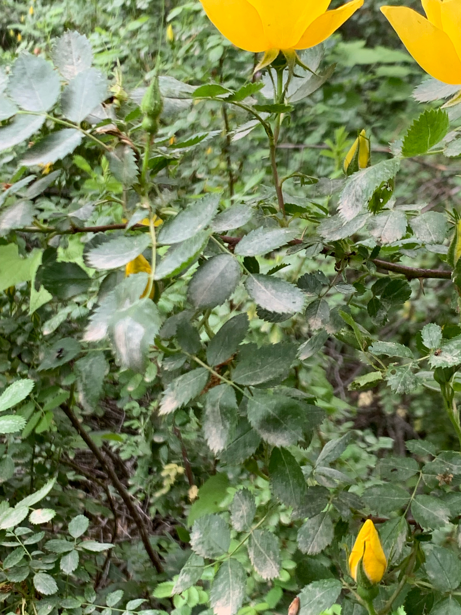 Imagem de Rosa-amarela