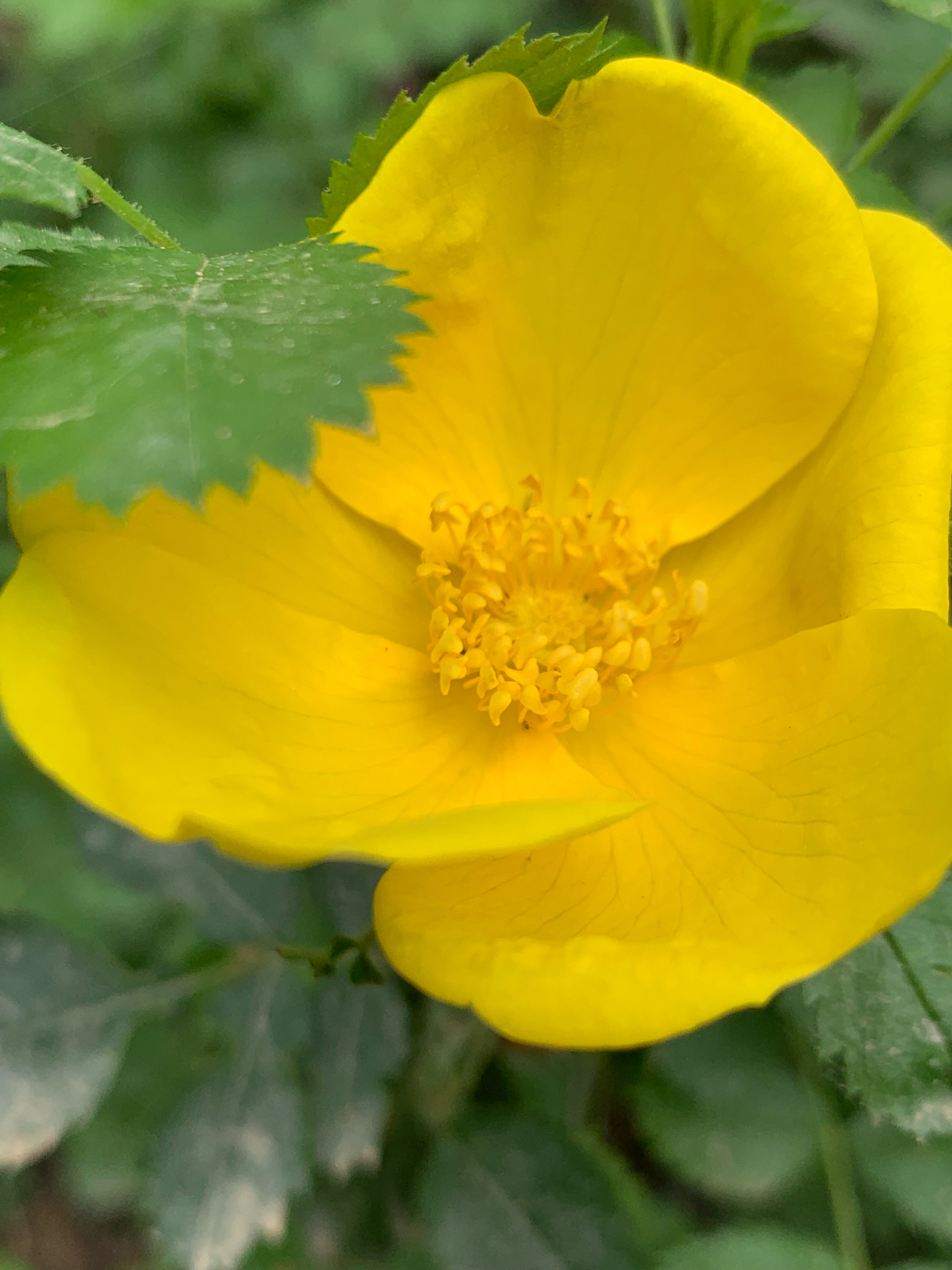 Imagem de Rosa-amarela