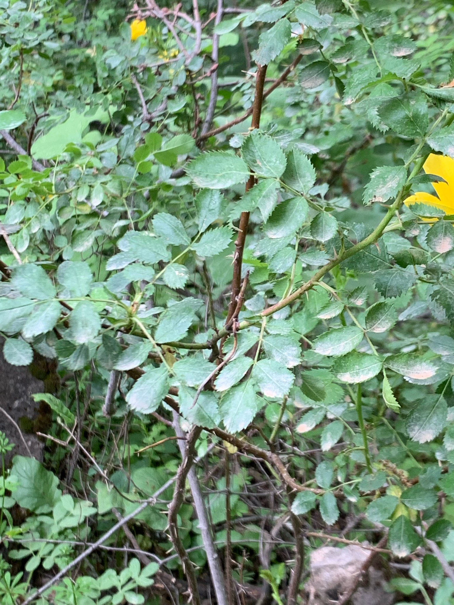 Imagem de Rosa-amarela