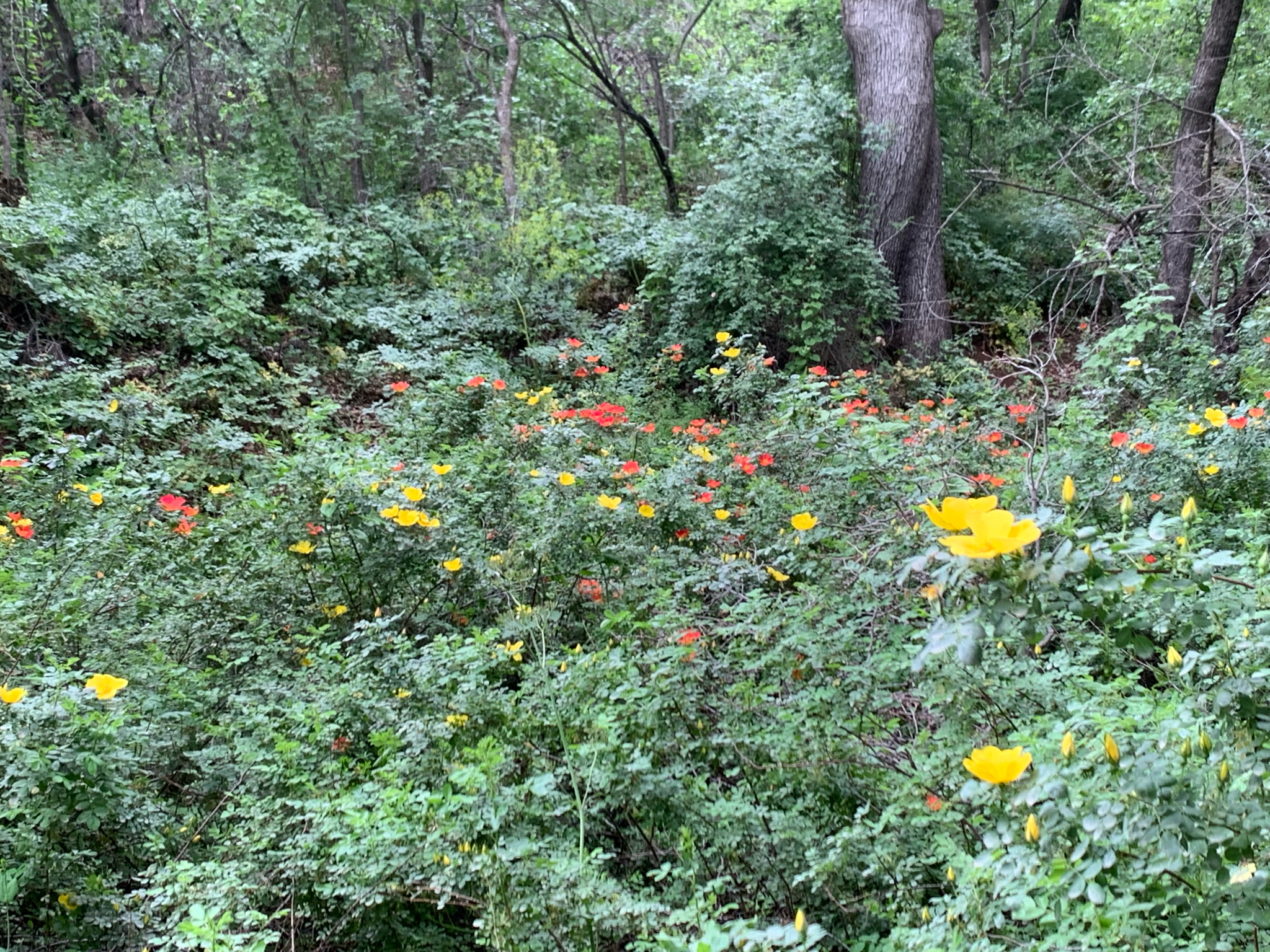 Imagem de Rosa-amarela