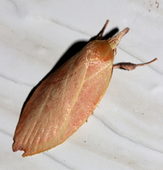 Wingia lambertella