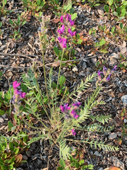 Oxytropis borealis