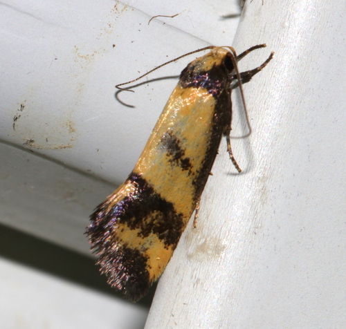 Olbonoma triptycha