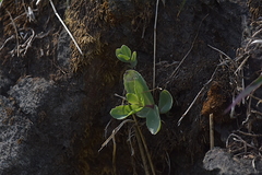 Hylotelephium telephium