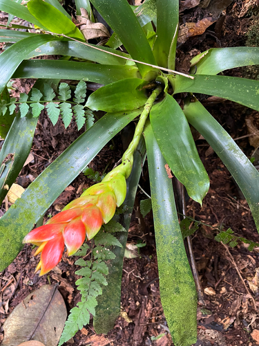 Vriesea heterostachys, photograph 2