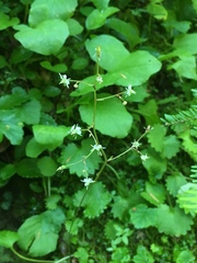 Micranthes odontoloma