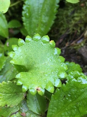 Micranthes odontoloma