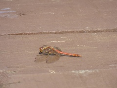 Sympetrum striolatum