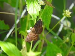 Pellicia arina