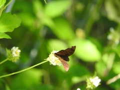 Pellicia arina