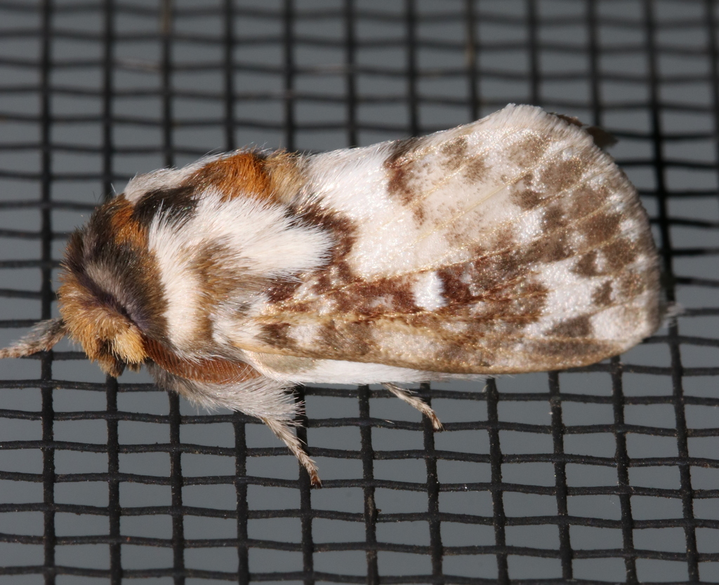 Pernattia brevipennis
