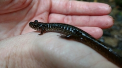 Plethodontinae