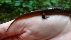 Plethodontinae