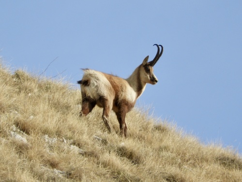 Southern Chamois (Rupicapra pyrenaica)