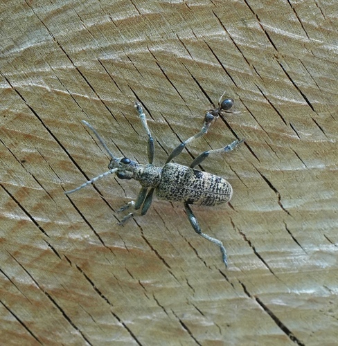 Blackspotted Longhorn Beetle, Hoog Buurlo, Radio Kootwijk, Nederland, photo 9 of 10