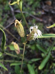 Silene oregana