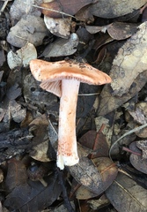 Inocybe roseifolia