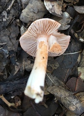Inocybe roseifolia