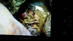 Desmognathus carolinensis