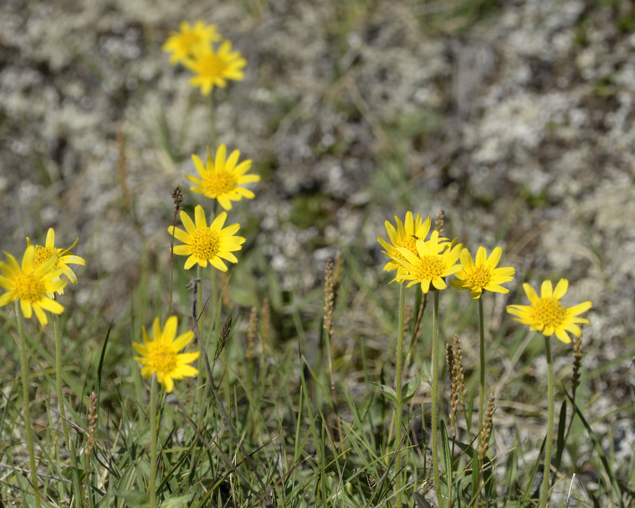 Arnica angustifolia ssp. tomentosa