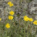 Arnica angustifolia - Photo (c) Heather Pickard, μερικά δικαιώματα διατηρούνται (CC BY-NC), uploaded by Heather Pickard