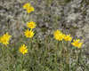 Narrowleaf Arnica - Photo (c) Heather Pickard, some rights reserved (CC BY-NC), uploaded by Heather Pickard