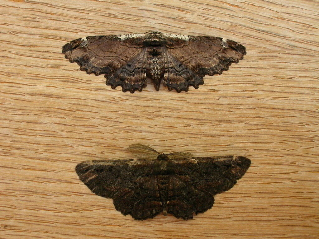 Sinister Moth