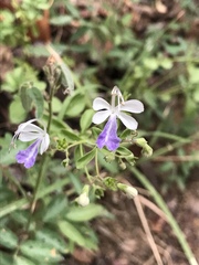 Trichostema arizonicum