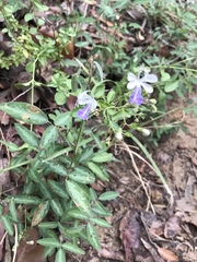 Trichostema arizonicum