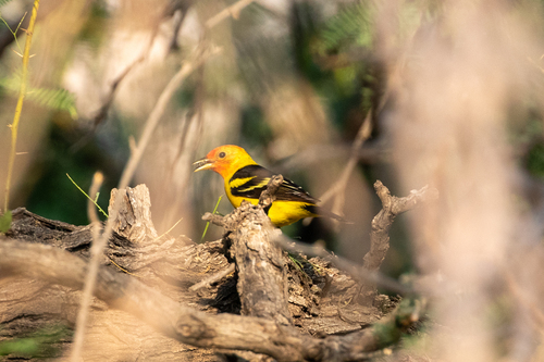 iNaturalist observation 2025-04-26