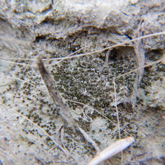 Pterygoneurum ovatum